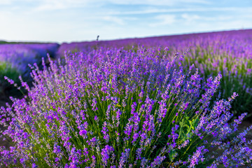 lavender field bulgaria