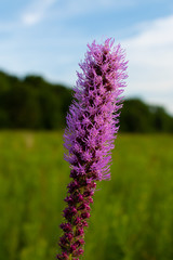 Blazing Star Wildflower