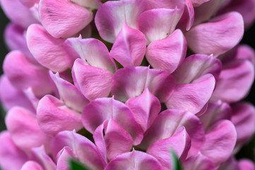  Close Look at the Delicate Pink Lupine Flower Petals