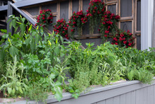 Container Garden With Different Herbs, Chili Peppers And Vegetables On Sidewalk Side Of Courtyard, With Flowering Plants Hanging In The Background, Montreal, Quebec, Canada