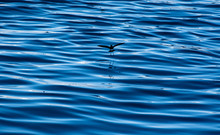 A Background Featuring A Wilson's Storm Petrel Hovering Over The Southern Ocean
