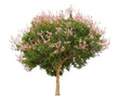Single pink flowering tree isolated on white background for design purpose, Lagerstroemia floribunda plant or Thai crepe myrtle