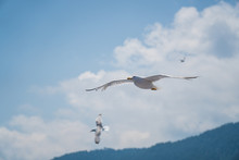 Seagulls Around The Ferry From South Greece To Thassos Island