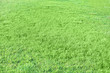 © Pixel-Shot - Green grass on spring day