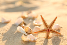 Beautiful Starfish With Seashells On Beach Sand