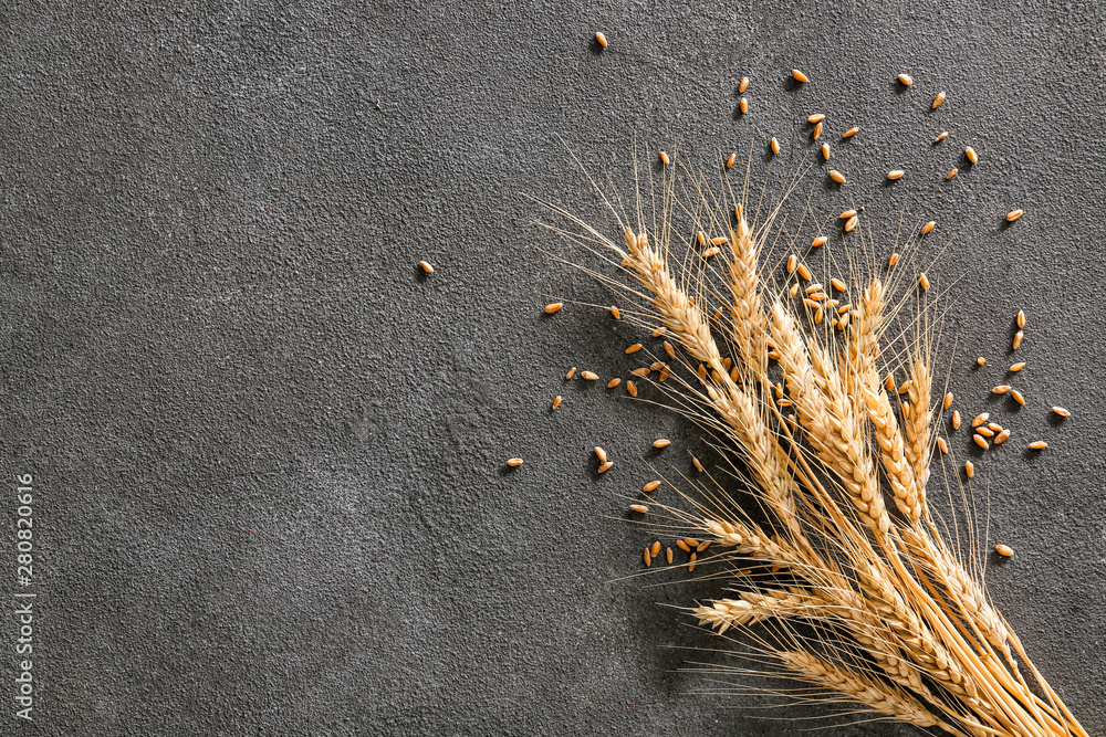 Wheat spikelets with grains on grey background