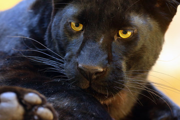 Sticker - The leopard (Panthera pardus) portrait. Melanistic leopard are also called black panther.