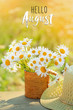 hello August. beautiful composition with chamomile flowers in Cup, braided hat in garden. Rural landscape background with Chamomile in sunlight. Summertime season. close up. soft selective focus