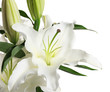 Beautiful lilies on white background, closeup view