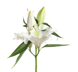 Wall Mural - Beautiful lilies on white background. Funeral flowers