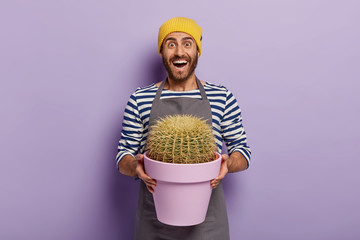 Wall Mural - Happy male botanist suprised cactus grew so quickly, holds purple pot with prickly houseplant, dressed in apron, yellow hat, cares about plants, stands against violet wall. Gardening concept