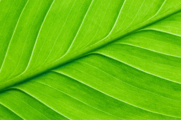 texture of tropical bright green leaf closeup