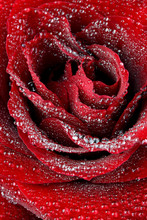 Red Rose In Water Drops Close-up