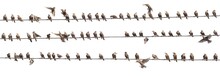 Flock Of Common Starling, Sturnus Vulgaris,on Electricity Wires. A Lot Of Birds On White Background