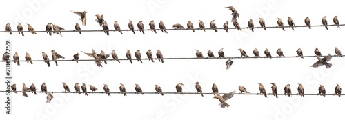 Flock of Common Starling, Sturnus vulgaris,on electricity wires. A lot of bir...