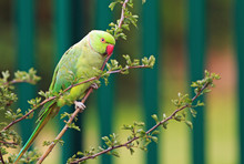 Green Ring Necked Parakeet Resting On A Branch