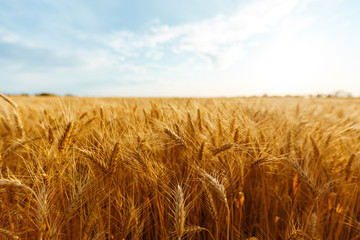 backdrop of ripening ears of yellow wheat field on the sunset cloudy orange sky background. copy spa