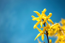 Yellow Blooming Forsythia Flowers On The Blue Sky Background. A Branch With Bright Yellow Flowers In Spring Close Up. Golden Bell, Forsythia X Intermedia, Europaea Beautiful Flower