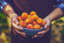 Close Up Of Man With Full Bowl Of Ripe Apricots