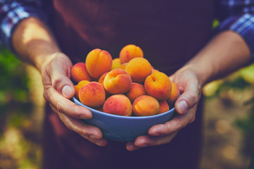 Wall Mural - Close up of man with full bowl of ripe apricots