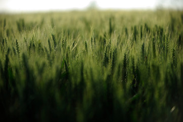 green wheat field on a sunny day