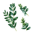 Buxus green leaves watercolor illustration set. Floral illustration of natural boxwood element branches. Green buxus stem isolated on white background.