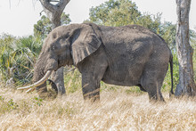 African Elephant, Loxodonta Africana, Grazing