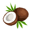 Vector coconut isolated on a white background.
