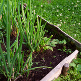 Fototapeta Tulipany - Green onion on the vegetables bed