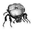 fiddler beetle, hand drawn vintage black ink illustration
