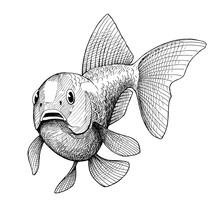 Gold Fish, Vintage Black Ink Hand Drawn Illustration