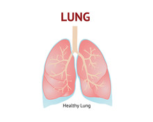 Human Lungs, Isolated Vector Illustration On White Background.