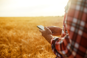 Farmer Checking Wheat Field Progress, Holding Phone and Using Internet .Copy Space Of The Setting Sun Rays On Horizon In Rural Meadow. Close Up Nature Photo Idea Of A Rich Harvest