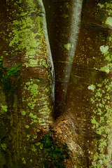 Bosque en isla Canna. Archipiélago Small Isles. Inner Hebrides, UK