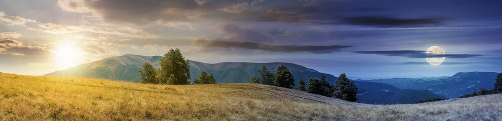 Wall Mural - beautiful panoramic landscape in august. row of beech trees on the meadow in weathered grass. mounta