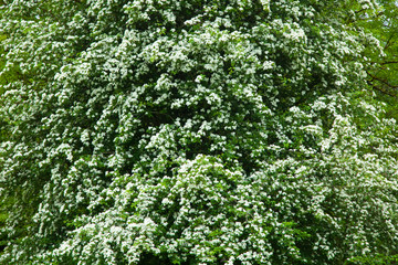 Majuelo en flor. Jardines castillo de Kinloch. Reserva Natural Nacional. Isla Rum. Archipiélago Small Isles. Inner Hebrides, UK