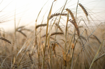 ears of wheat close up on a field at sunrise