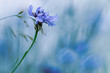 Chaber, polny kwiat, niebieskie tło. 