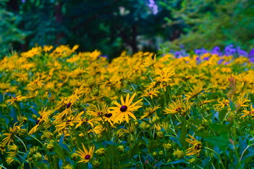 park garden with beautiful yellow flowers blooming in the summer sun