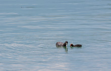 Ducks, Mother And Son On The Lake