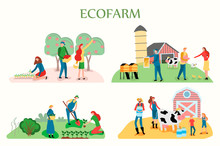 Eco Farm Theme. Friendly Carrying Of Domestic Animals On The Farm: Cows, Sheeps, Chickens And Bees. Manual Picking Of Apples And Different Vegetables By Workers