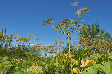 A Heracleum weed on field.