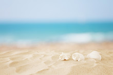 Empty Sand Beach And Shells In Front Of Summer Sea Background With Copy Space