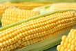 © White bear studio  - Corn background. Close up of corn grains