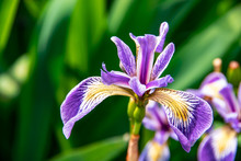 Purple Iris Flower In Summer Garden.