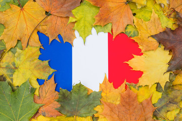 Wall Mural - France flag buried in yellow maple leaves. Autumn texture.