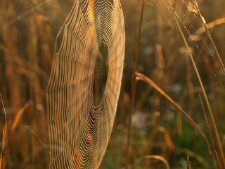 Wall Mural - beautiful spider webs, sunrise lights, golden hour, latvia