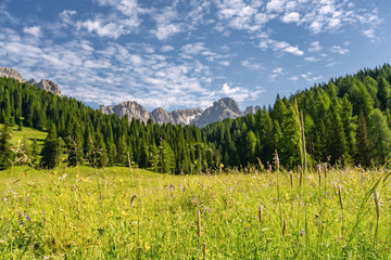 Wall Mural - Scenic Alps with green forest and grass on field near mountain