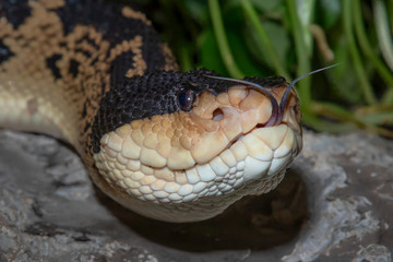 Wall Mural - Black Headed Bushmaster (Lachesis melanocephala) with forked tongue