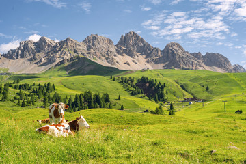 Wall Mural - Scenic landscape with animal on pasture field